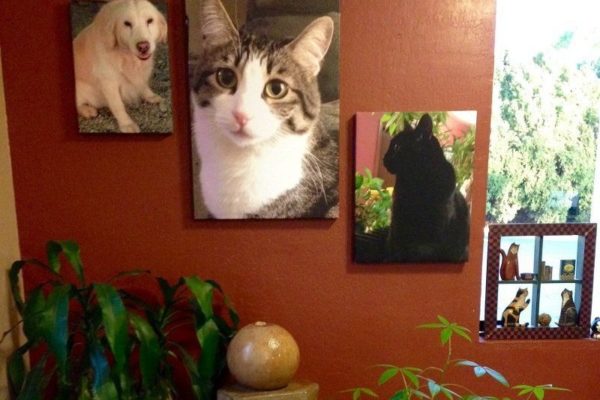 folsom-vet-hospital-lobby-800x54